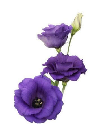 Корзина "Лиловое настроение"