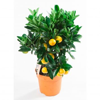 Растение "Цитрофортунелла"