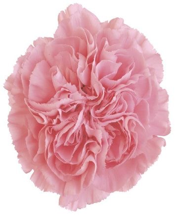 Букет из розовых гвоздик