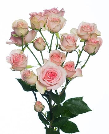 Букет из розовых кустовых роз в конусе