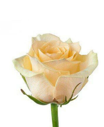 Букет "Нежность рассвета"