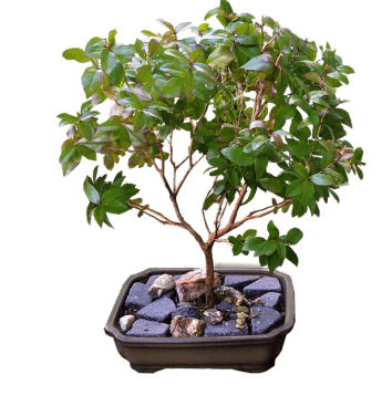 Plant "Bonsai"