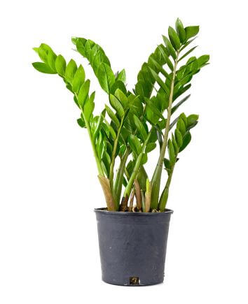 Замиокулькас