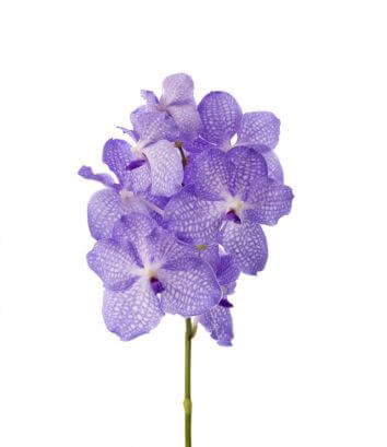 Орхидея Ванда Lavender