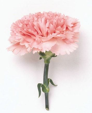 Букет из розовых гвоздик