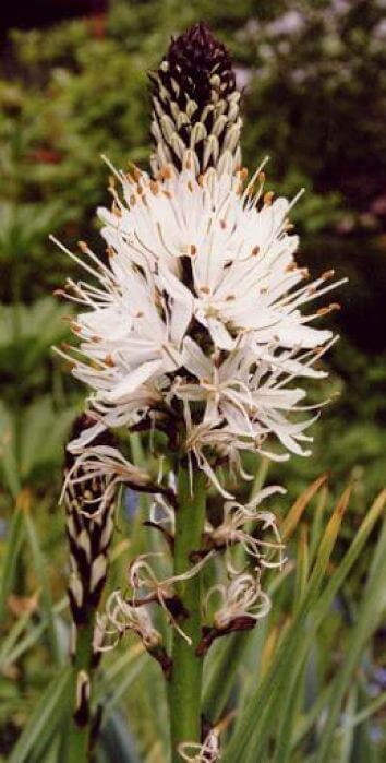 Асфоделус Белый