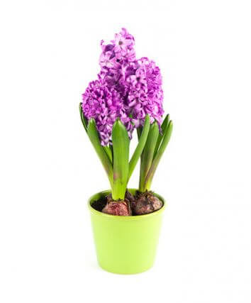 Гиацинт цветок любви