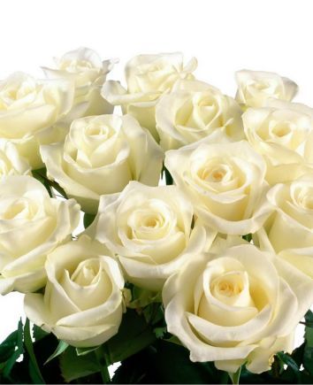 White roses 120 cm
