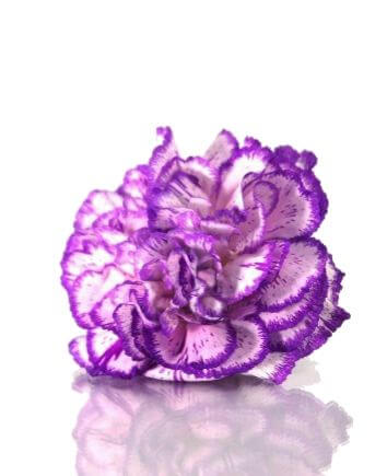 Bouquet of violet carnations