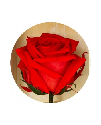 Долгосвежая Роза Florich 7 карат