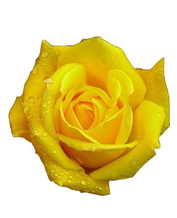 Frezii mov si trandafiri galbeni