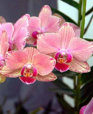 Орхидея тигровая розовая