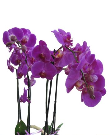 4 ветки орхидей в одном горшке