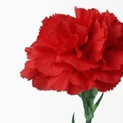 Carnation - a symbol of fascination