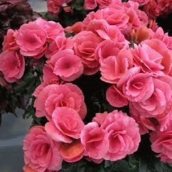 Begonia is a symbol of love