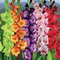 Gladiolus - a symbol of sincerity