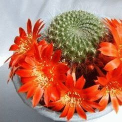 Cactus - simbolul perseverenței