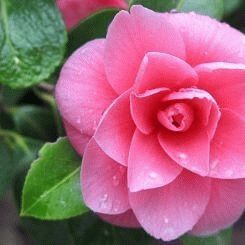 Camellia - a symbol of admiration