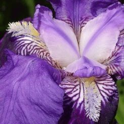 Iris - a symbol of trust