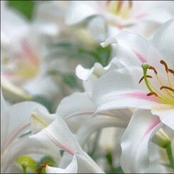 White lily - a symbol of purity