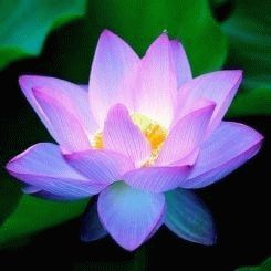 Lotus - a symbol of happiness